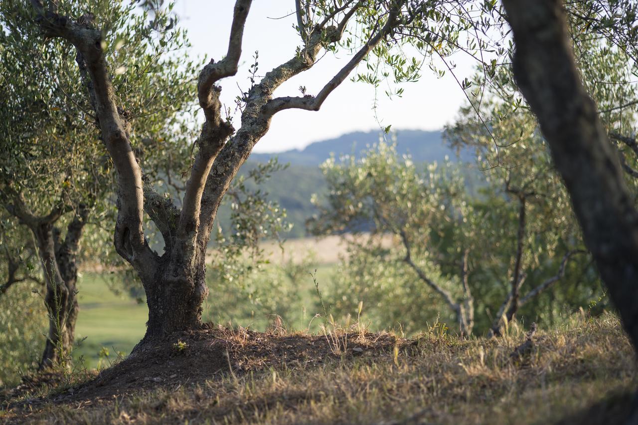 Agriturismo Poggio Corbello La Pesta Ngoại thất bức ảnh