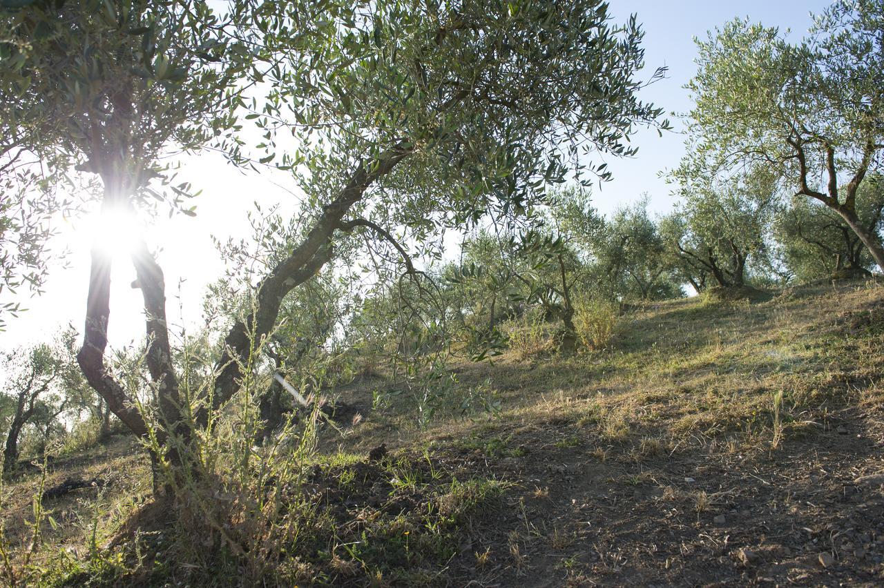 Agriturismo Poggio Corbello La Pesta Ngoại thất bức ảnh