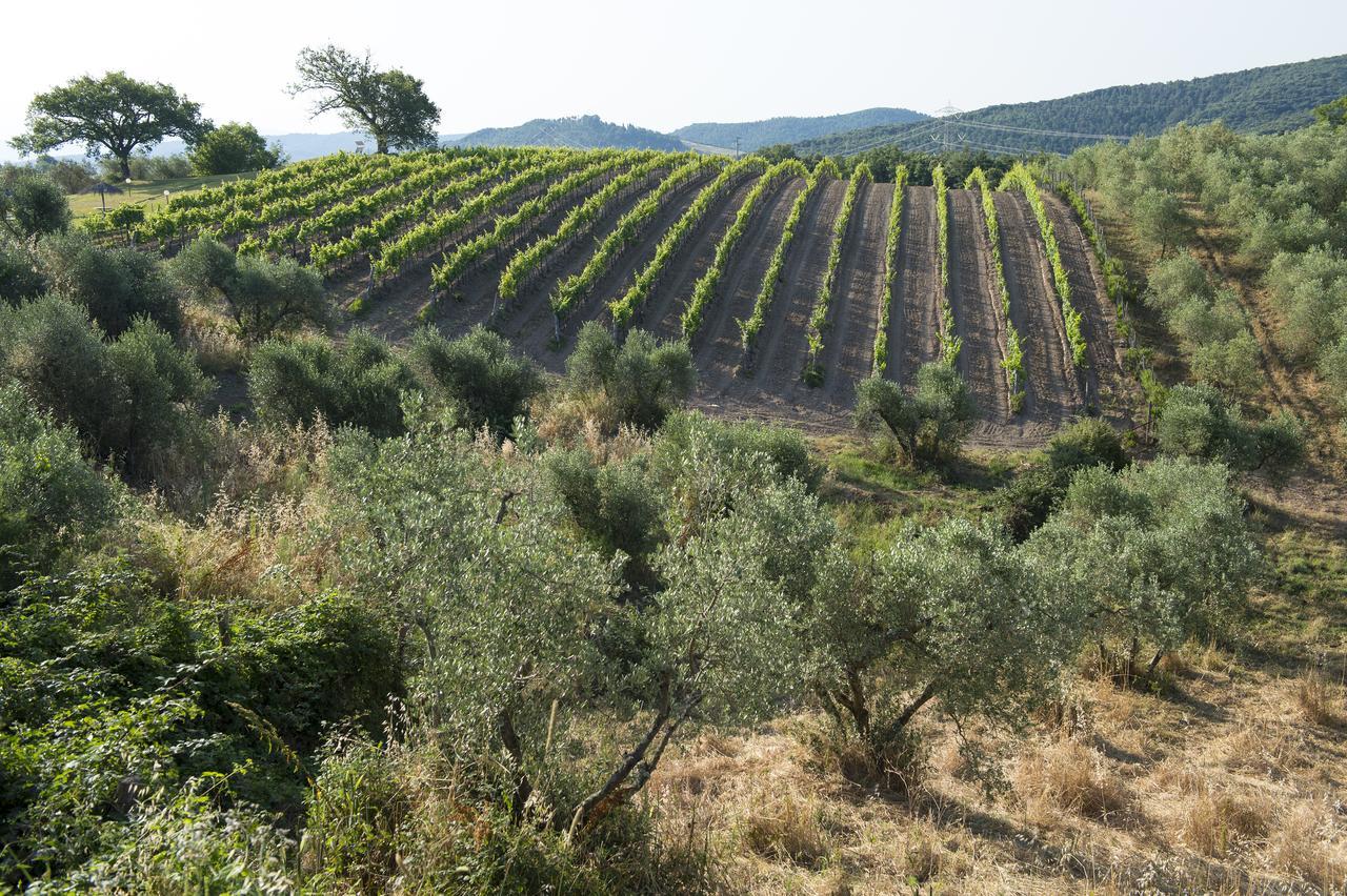 Agriturismo Poggio Corbello La Pesta Ngoại thất bức ảnh